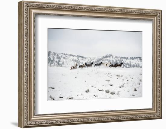 Herd of Horses (Equus Ferus Caballus), Montana, United States of America, North America-Janette Hil-Framed Photographic Print