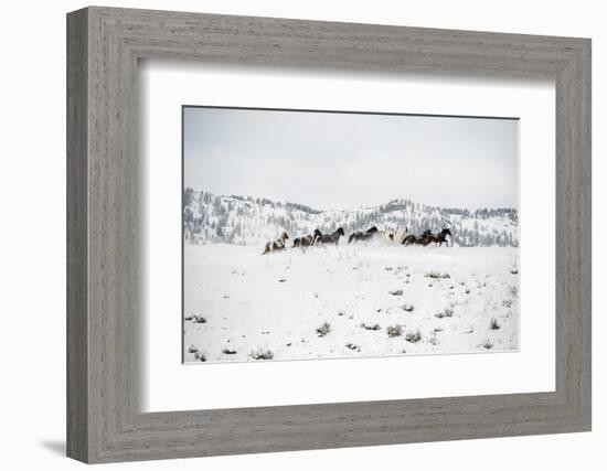 Herd of Horses (Equus Ferus Caballus), Montana, United States of America, North America-Janette Hil-Framed Photographic Print