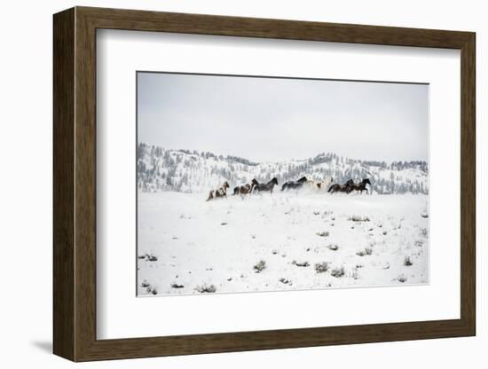 Herd of Horses (Equus Ferus Caballus), Montana, United States of America, North America-Janette Hil-Framed Photographic Print