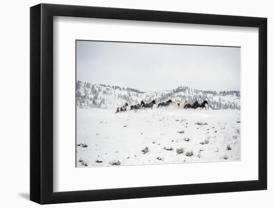 Herd of Horses (Equus Ferus Caballus), Montana, United States of America, North America-Janette Hil-Framed Photographic Print