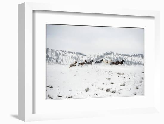 Herd of Horses (Equus Ferus Caballus), Montana, United States of America, North America-Janette Hil-Framed Photographic Print