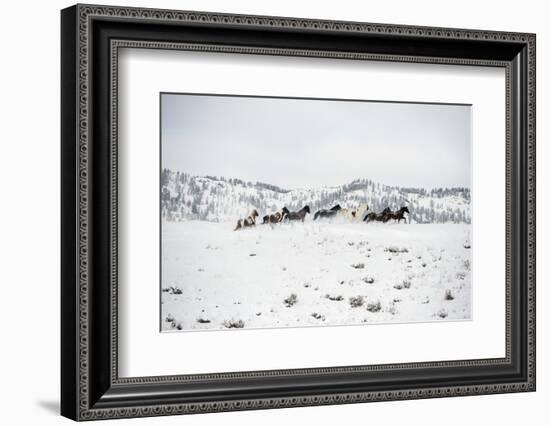 Herd of Horses (Equus Ferus Caballus), Montana, United States of America, North America-Janette Hil-Framed Photographic Print