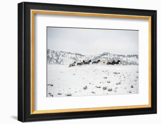 Herd of Horses (Equus Ferus Caballus), Montana, United States of America, North America-Janette Hil-Framed Photographic Print