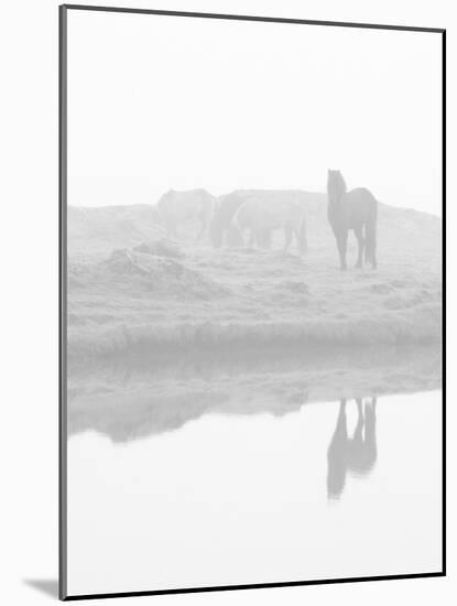 Herd of Horses in the Mist, Iceland-Nadia Isakova-Mounted Photographic Print