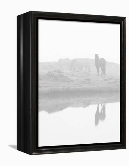 Herd of Horses in the Mist, Iceland-Nadia Isakova-Framed Premier Image Canvas