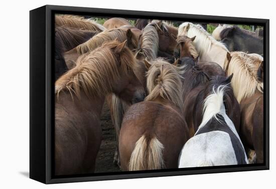Herd of Icelandic Horse-Gavriel Jecan-Framed Premier Image Canvas