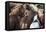 Herd of Icelandic Horse-Gavriel Jecan-Framed Premier Image Canvas