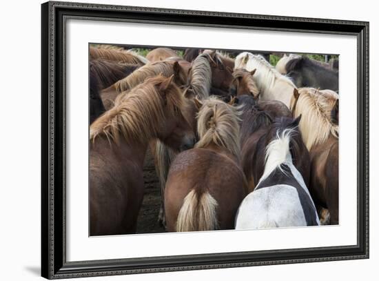 Herd of Icelandic Horse-Gavriel Jecan-Framed Photographic Print