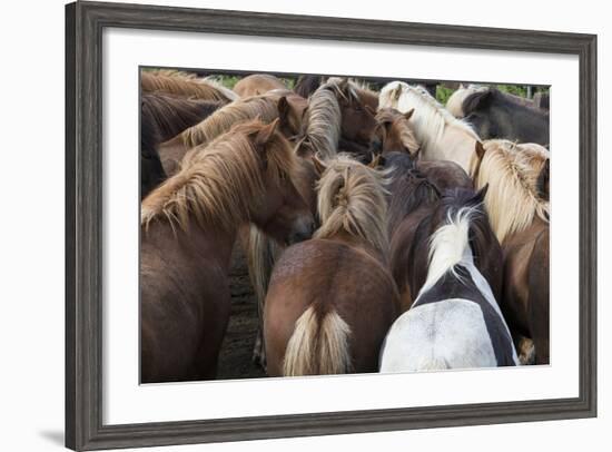 Herd of Icelandic Horse-Gavriel Jecan-Framed Photographic Print