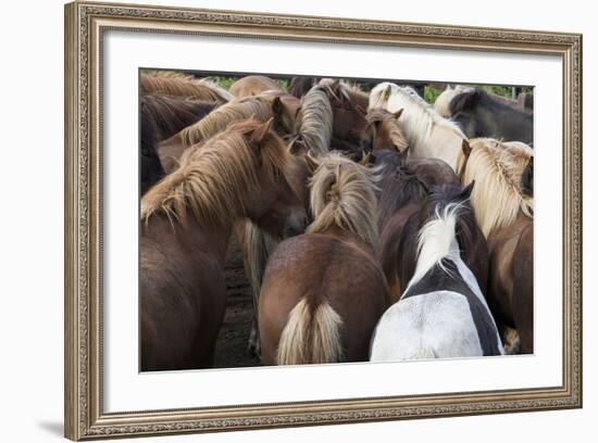 Herd of Icelandic Horse-Gavriel Jecan-Framed Photographic Print