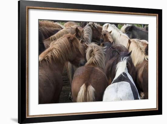 Herd of Icelandic Horse-Gavriel Jecan-Framed Photographic Print