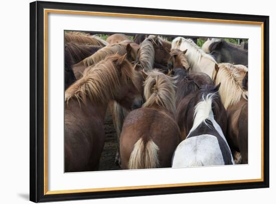 Herd of Icelandic Horse-Gavriel Jecan-Framed Photographic Print