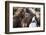 Herd of Icelandic Horse-Gavriel Jecan-Framed Photographic Print