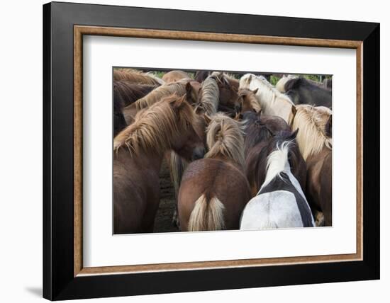 Herd of Icelandic Horse-Gavriel Jecan-Framed Photographic Print