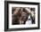 Herd of Icelandic Horse-Gavriel Jecan-Framed Photographic Print