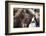 Herd of Icelandic Horse-Gavriel Jecan-Framed Photographic Print