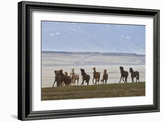 Herd of Icelandic Horses Running, Northern Iceland-Arctic-Images-Framed Photographic Print