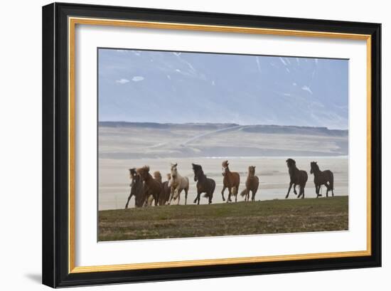 Herd of Icelandic Horses Running, Northern Iceland-Arctic-Images-Framed Photographic Print