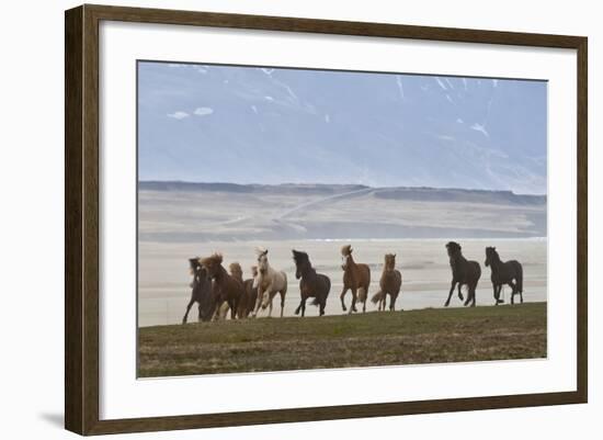 Herd of Icelandic Horses Running, Northern Iceland-Arctic-Images-Framed Photographic Print