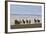 Herd of Icelandic Horses Running, Northern Iceland-Arctic-Images-Framed Photographic Print