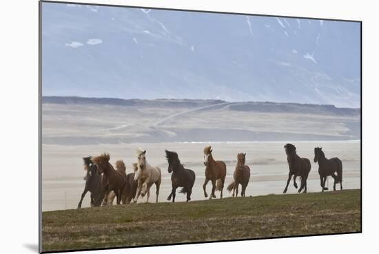 Herd of Icelandic Horses Running, Northern Iceland-Arctic-Images-Mounted Photographic Print