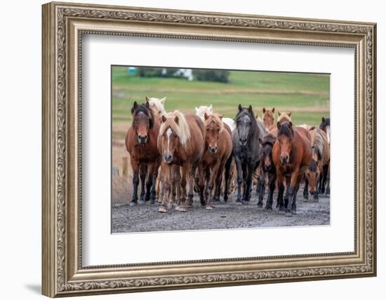 Herd of Icelandic horses travels along a road.-Betty Sederquist-Framed Photographic Print