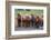 Herd of Icelandic horses travels along a road.-Betty Sederquist-Framed Photographic Print