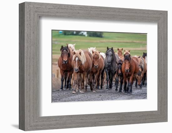 Herd of Icelandic horses travels along a road.-Betty Sederquist-Framed Photographic Print