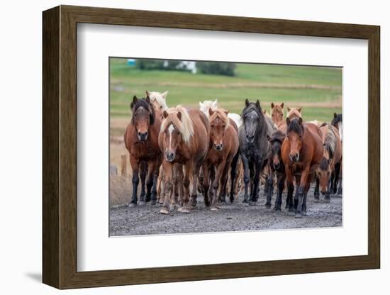 Herd of Icelandic horses travels along a road.-Betty Sederquist-Framed Photographic Print