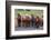 Herd of Icelandic horses travels along a road.-Betty Sederquist-Framed Photographic Print