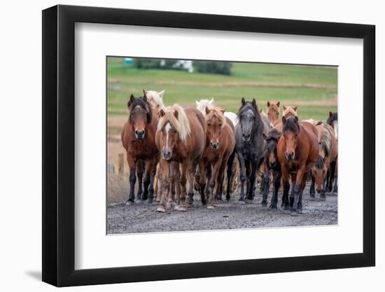 Herd of Icelandic horses travels along a road.-Betty Sederquist-Framed Photographic Print