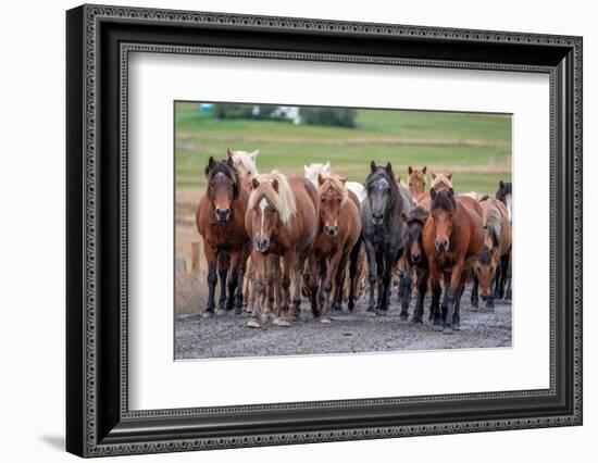 Herd of Icelandic horses travels along a road.-Betty Sederquist-Framed Photographic Print