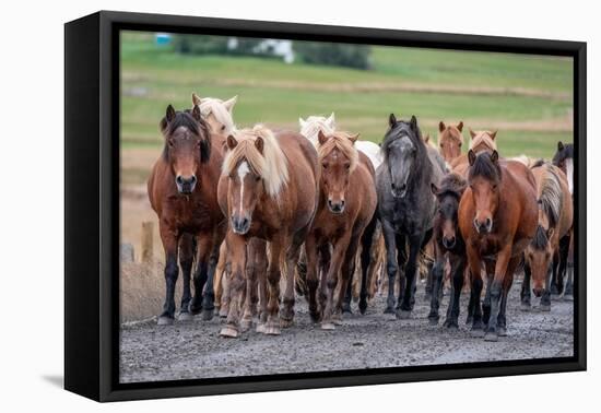 Herd of Icelandic horses travels along a road.-Betty Sederquist-Framed Premier Image Canvas