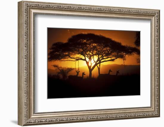 Herd Of Impala (Aepyceros Melampus) Silhouetted At Sunset, Ngorongoro Conservation Area, Tanzania-Juan Carlos Munoz-Framed Photographic Print