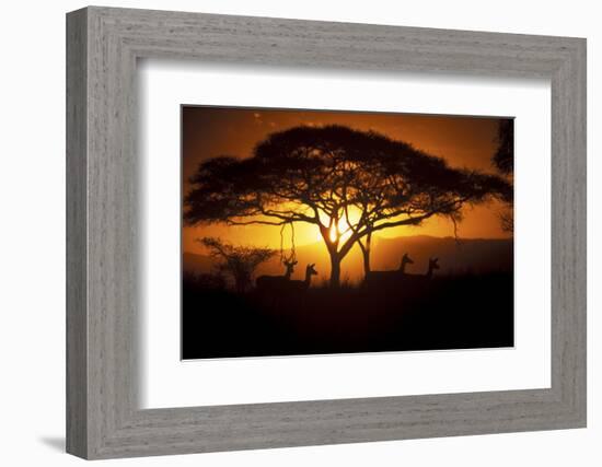 Herd Of Impala (Aepyceros Melampus) Silhouetted At Sunset, Ngorongoro Conservation Area, Tanzania-Juan Carlos Munoz-Framed Photographic Print