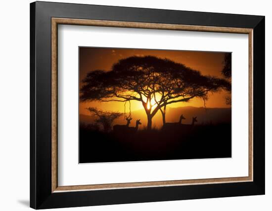 Herd Of Impala (Aepyceros Melampus) Silhouetted At Sunset, Ngorongoro Conservation Area, Tanzania-Juan Carlos Munoz-Framed Photographic Print