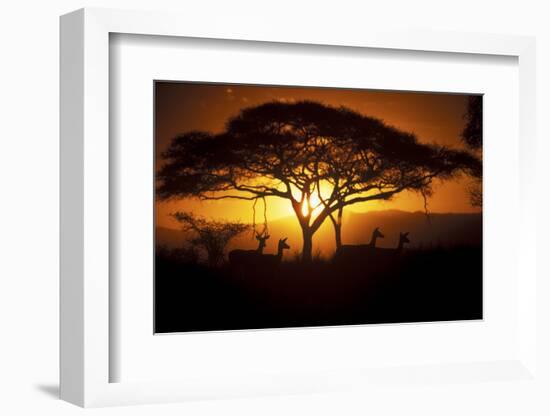 Herd Of Impala (Aepyceros Melampus) Silhouetted At Sunset, Ngorongoro Conservation Area, Tanzania-Juan Carlos Munoz-Framed Photographic Print