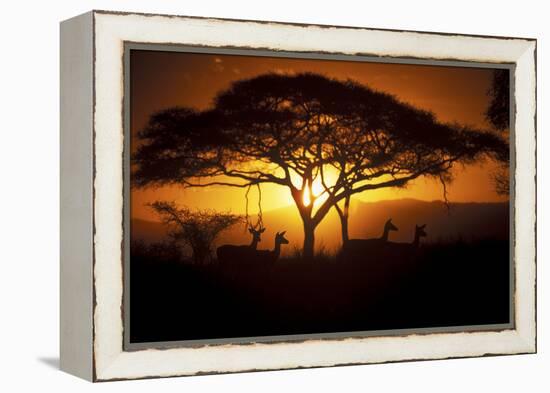 Herd Of Impala (Aepyceros Melampus) Silhouetted At Sunset, Ngorongoro Conservation Area, Tanzania-Juan Carlos Munoz-Framed Premier Image Canvas