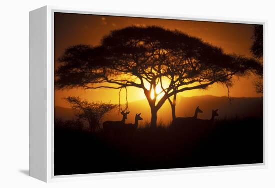 Herd Of Impala (Aepyceros Melampus) Silhouetted At Sunset, Ngorongoro Conservation Area, Tanzania-Juan Carlos Munoz-Framed Premier Image Canvas