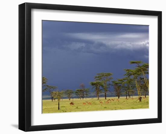 Herd of male Impala, Lake Nakuru, Lake Nakuru National Park, Kenya-Adam Jones-Framed Photographic Print