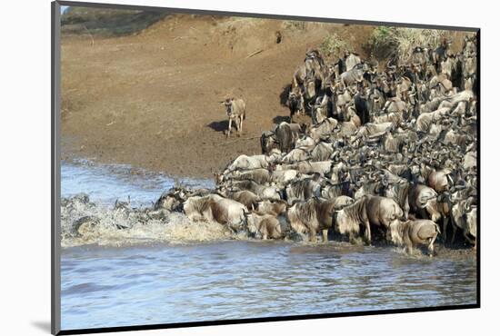 Herd of migrating wildebeest (Connochaetes taurinus) crossing Mara River, Masai Mara Game Reserve, -null-Mounted Photographic Print