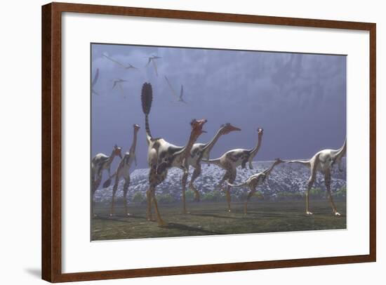 Herd of Mononykus Followed by a Flock of Pteranodons-Stocktrek Images-Framed Art Print