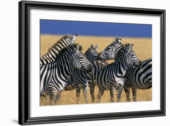 Herd of Plains Zebras-Paul Souders-Framed Photographic Print