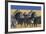 Herd of Plains Zebras-Paul Souders-Framed Photographic Print