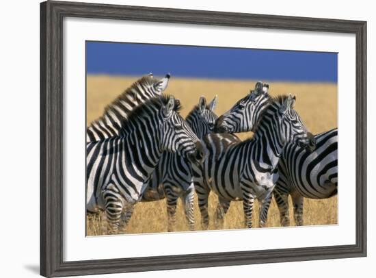 Herd of Plains Zebras-Paul Souders-Framed Photographic Print