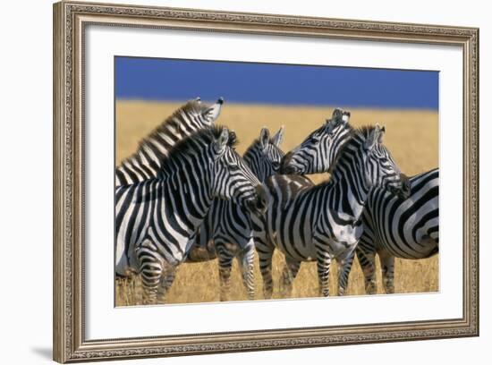 Herd of Plains Zebras-Paul Souders-Framed Photographic Print