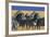 Herd of Plains Zebras-Paul Souders-Framed Photographic Print