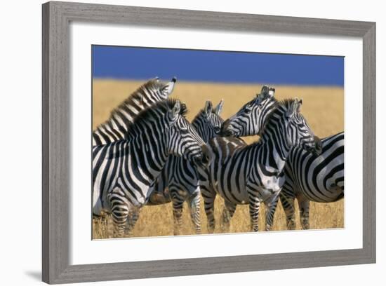 Herd of Plains Zebras-Paul Souders-Framed Photographic Print