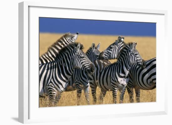 Herd of Plains Zebras-Paul Souders-Framed Photographic Print