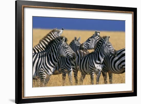 Herd of Plains Zebras-Paul Souders-Framed Photographic Print